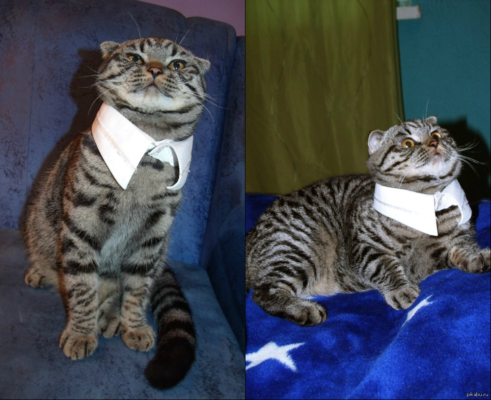 Воротник после кастрации кота сколько нужно носить. Воротник для котов. Одетые кошки. Воротник для кошки после стерилизации. Воротник на шею кошке.