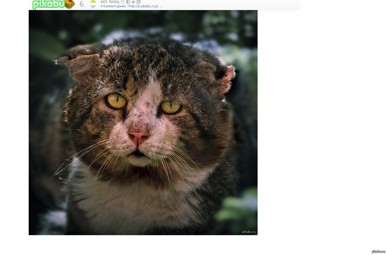Это был просто уродливый кот микротема 2. Бездомный уродливый кот. Невероятно уродливый кот.