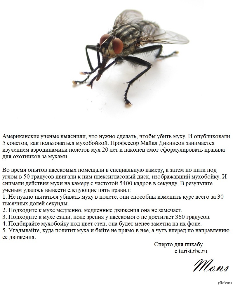 Почему появилась муха. Муха. Сколько живут мухи обыкновенные.