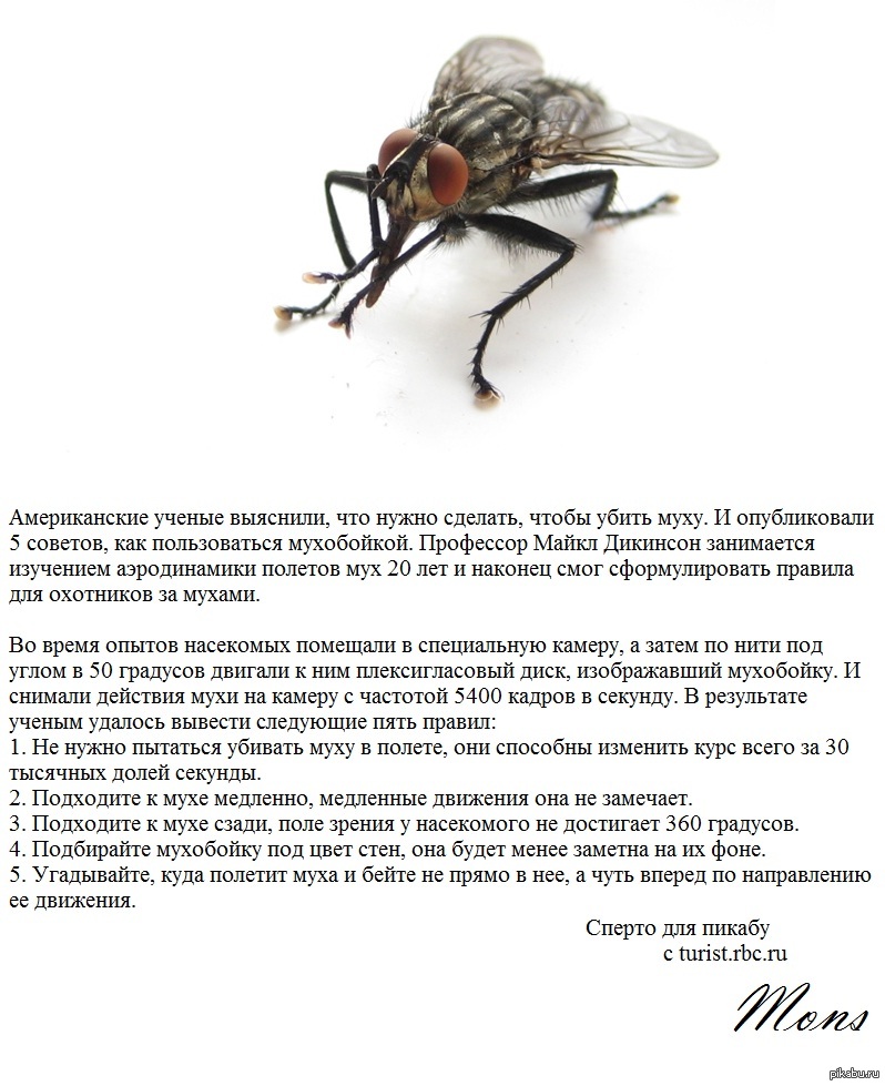 Ответ муха. Скорость мухи. Убить муху. Комнатная Муха жизненный цикл. Скорость полета мухи.