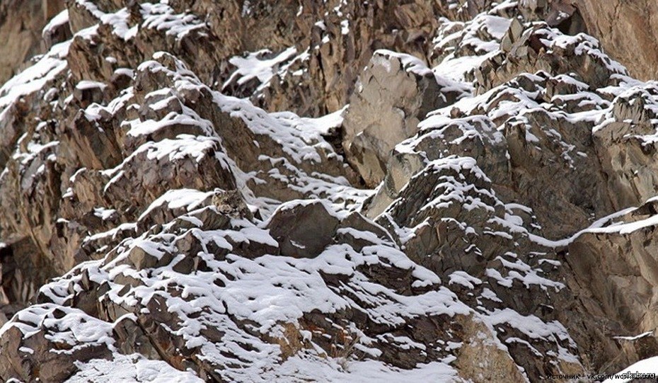 Найди леопарда на фото в горах ответ