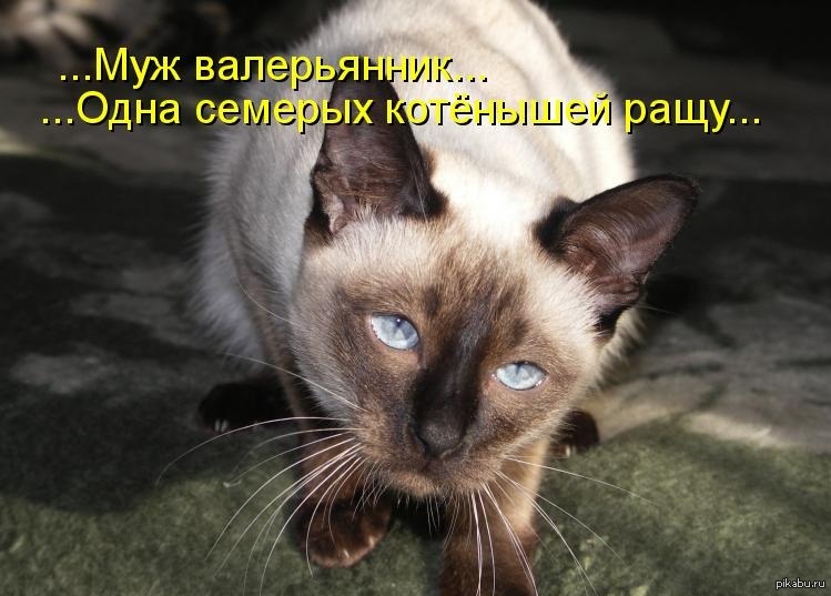 В самом что не на есть. Котоматрица картинки. Котоматрица приколы. Сами мы не местные прикол. Котоматрица 2021.