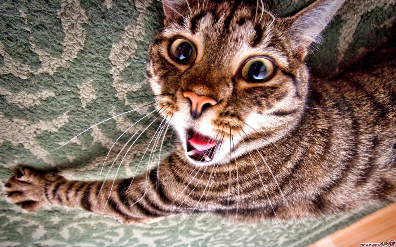 Кот ща. Безумный кот. Смешные кошачьи морды. Котики смешные. Кот испугался.