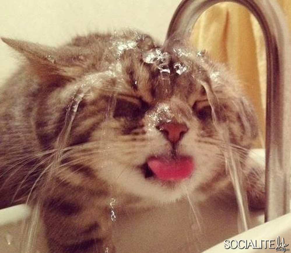 Коту очень жарко. Кошка жара. Коту жарко. Жарко картинки прикольные. Душный кот.