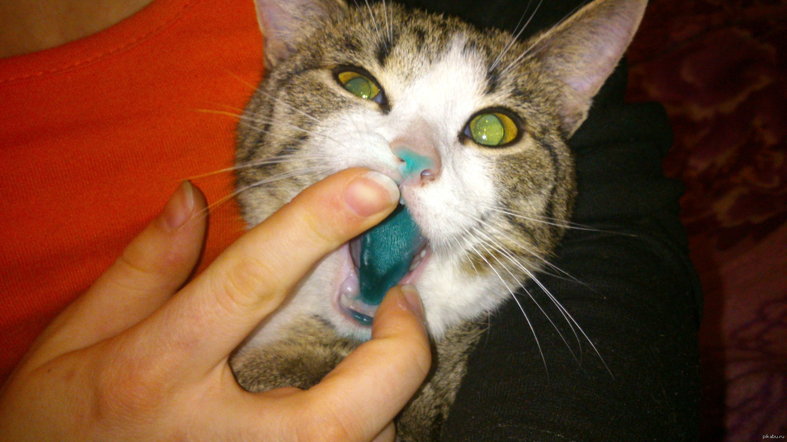 Кошки нюхают ртом. Кот открывает рот.