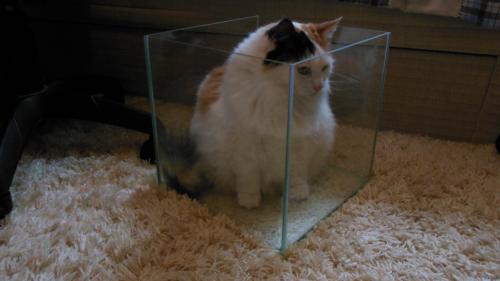 кот в кубе