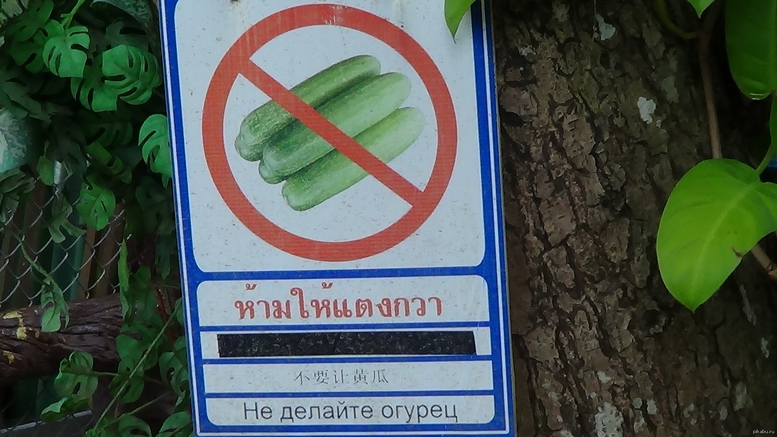 This is hung in the Thailand Zoo - My, Cucumber, Thailand, Signs