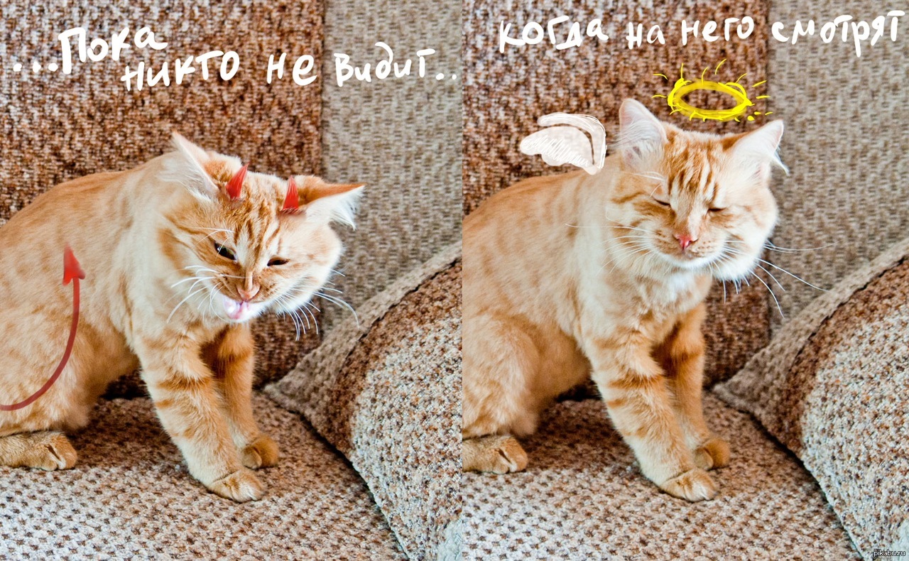 Истина о котах | Пикабу