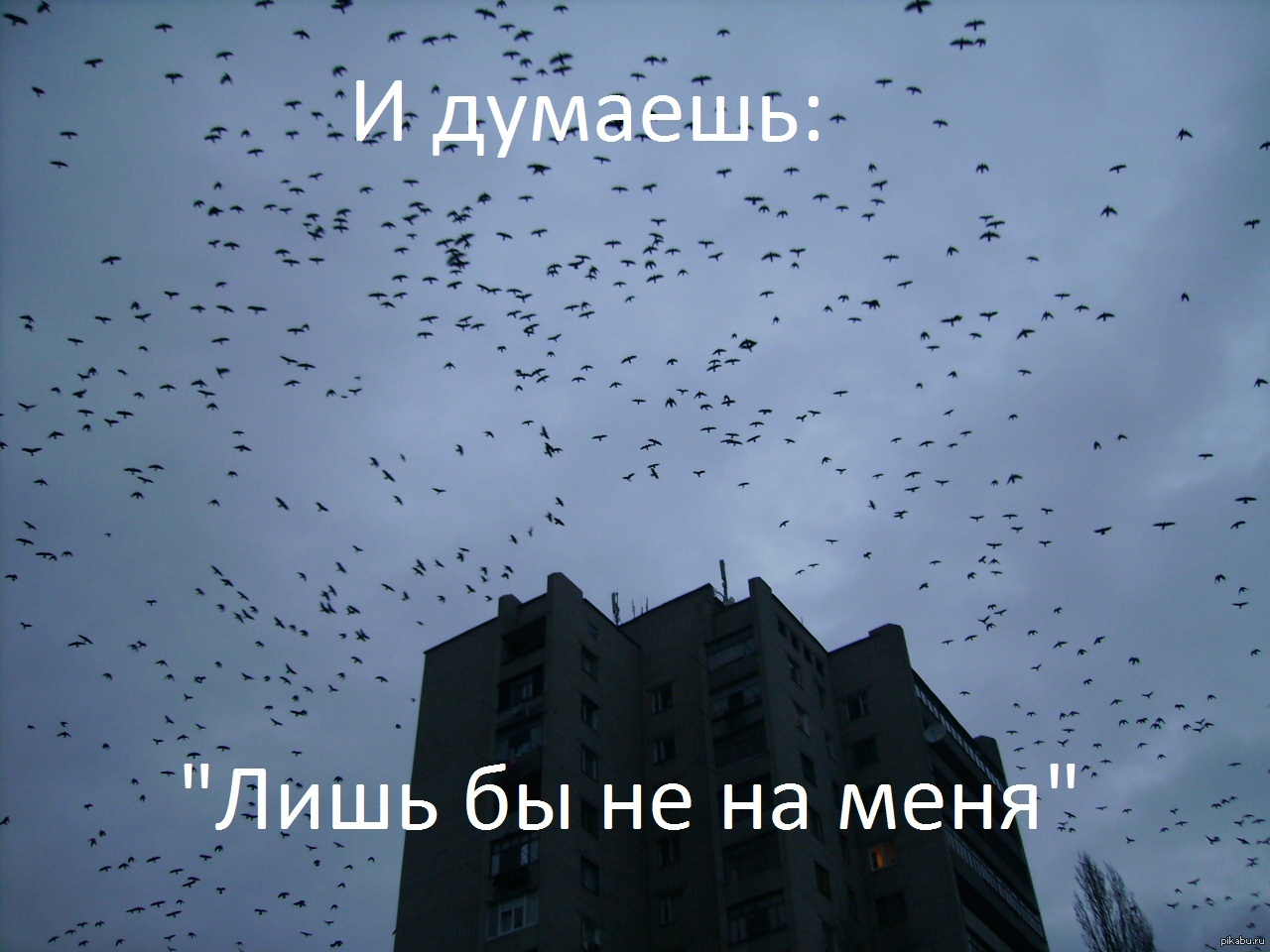 Над домой. Воронка из ворон ночной дозор. Много птиц в небе. Птицы над домом. Вороны кружат над домом.