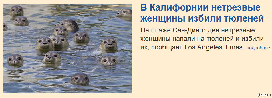 Тюлени в шоке =) | Пикабу