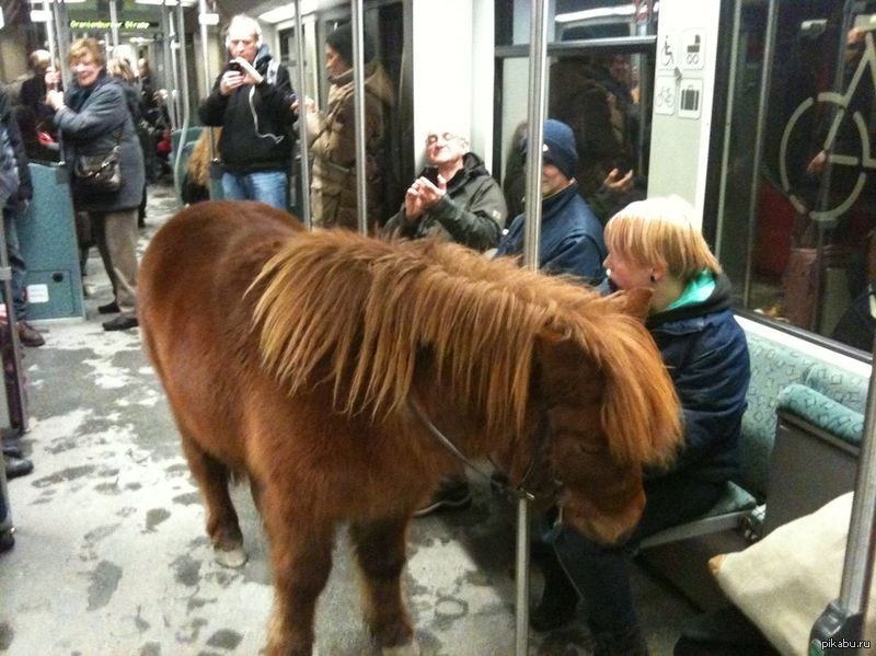 Поезда лошадка. Животные в метро. Необычные животные в метро. Конь в метро. Лошадь в метро.