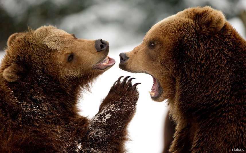 Диалоги о животных зоопарки. Два медведя. Смешной медведь. Влюбленные медведи. Медведи обнимаются.