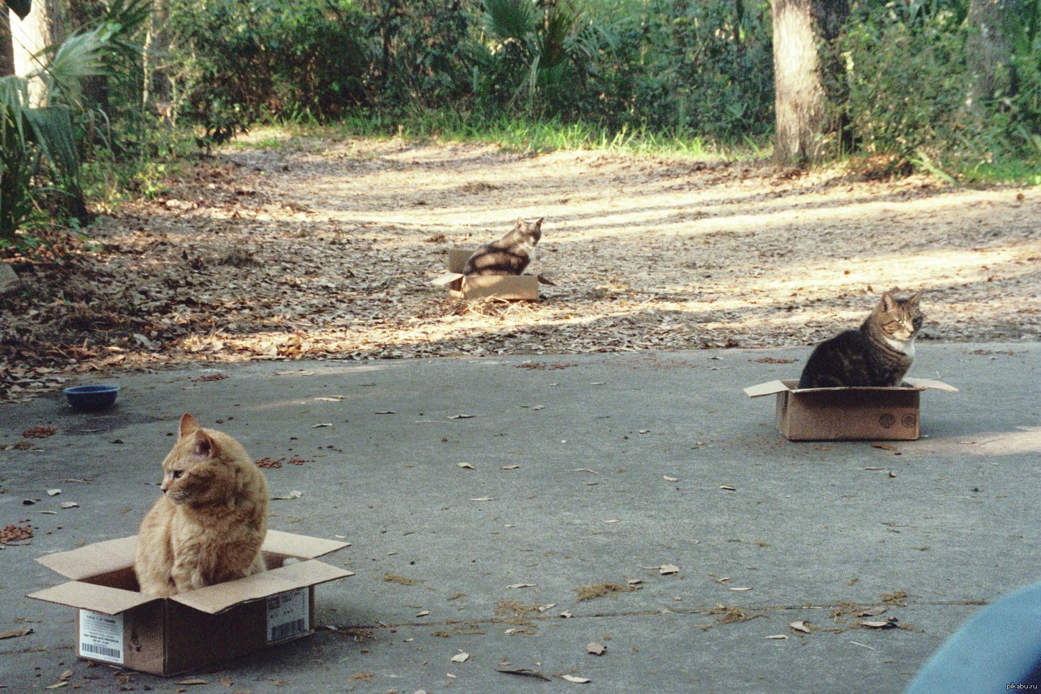 3 кота работают. ЛОВУШКА для кота. ЛОВУШКА для кошек коробка. ЛОВУШКА для кошек демотиватор. ЛОВУШКА для кота из коробки.