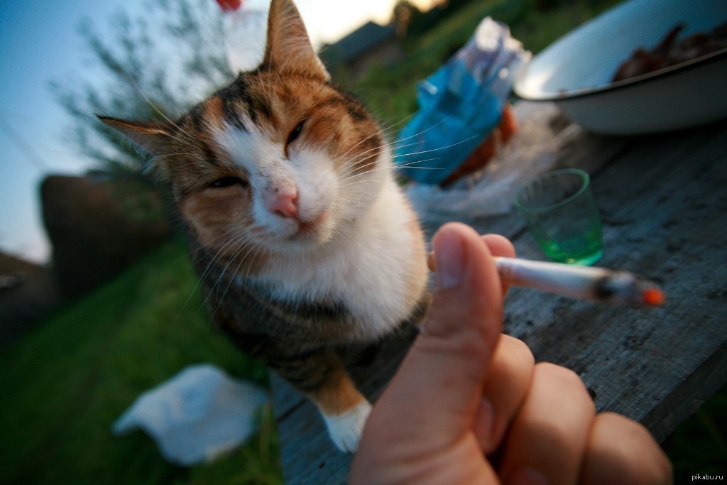Фото кота с сигаретой в зубах