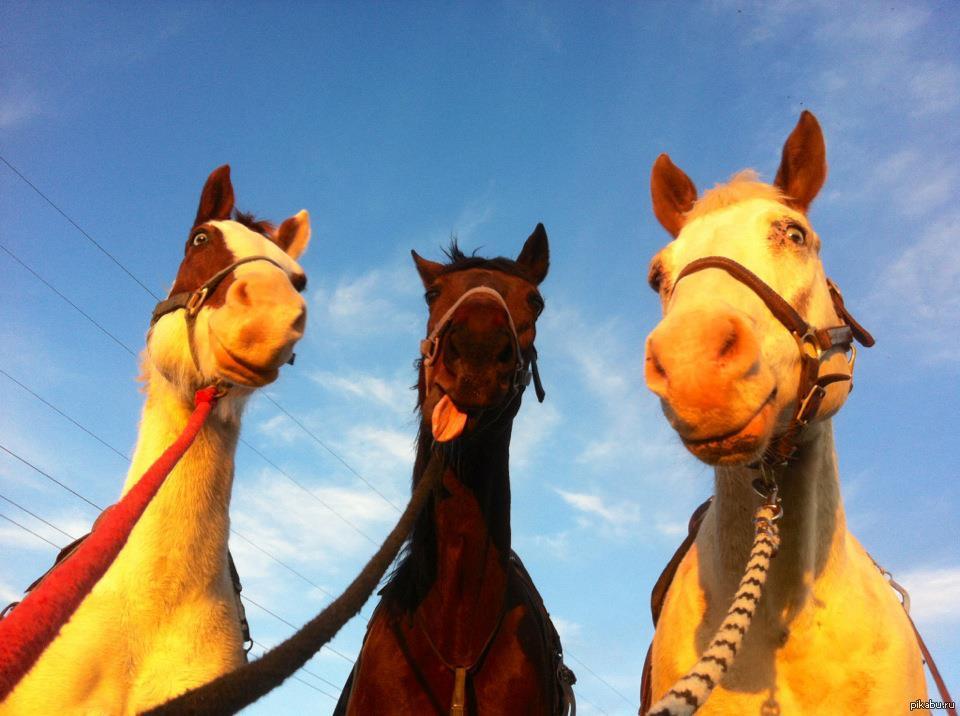 забавные лошадки. коне прикол. забавные лошадки. лошадь прикол. забавные лошадки.