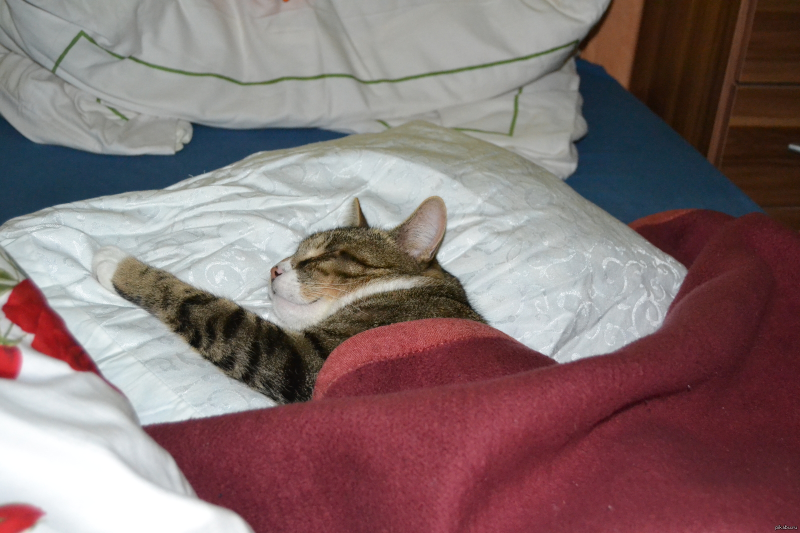 Тихо русские спят. Котик в кровати. Сонная кошечка. Сонный котик.