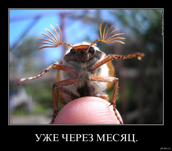 Жук с ресничками