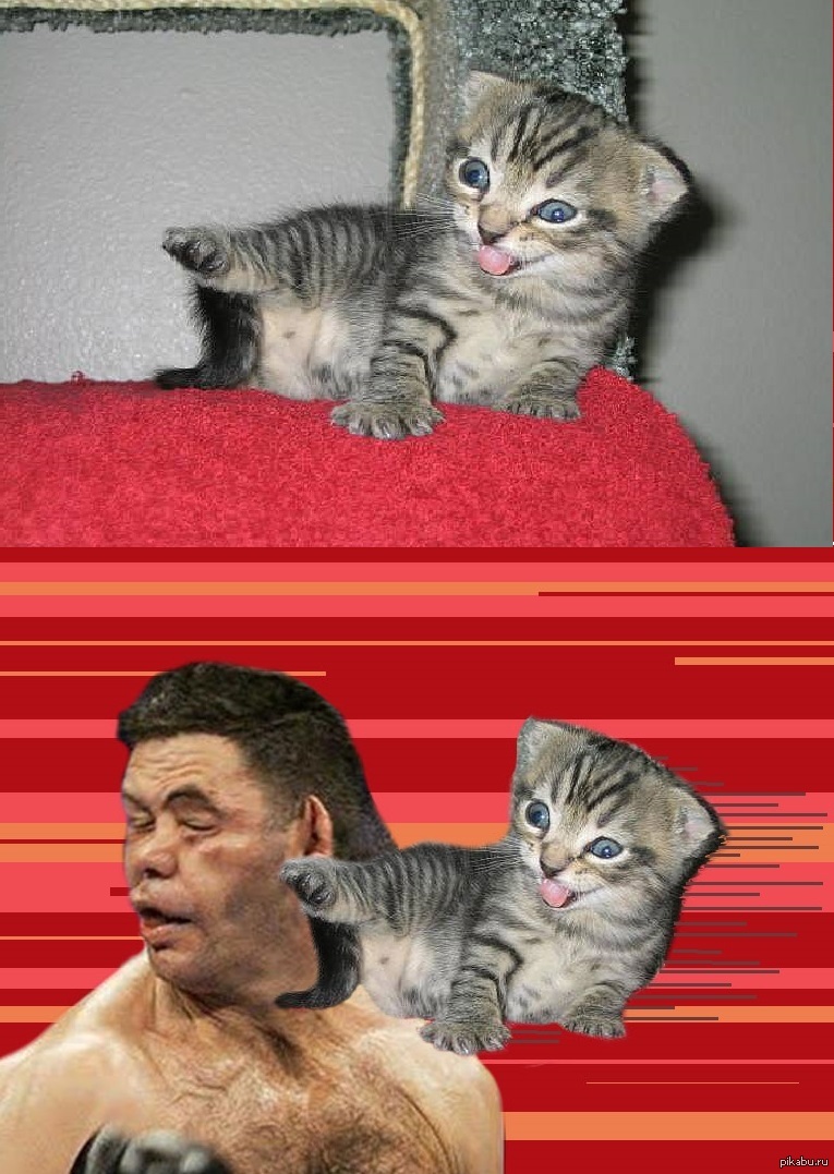 Цитаты про кошек. Мысли котенка. Котик думает о лете. Мысли кошек смешные о людях. Мысли котенка.