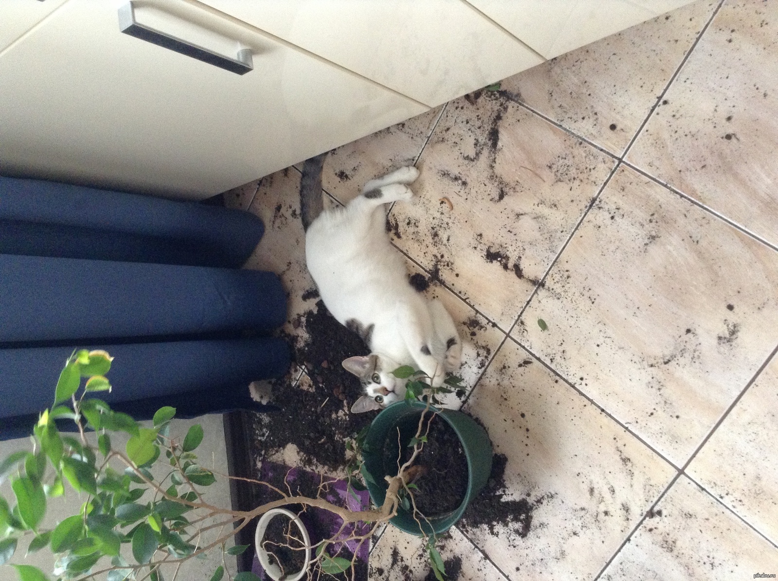 Нашкодивший кот