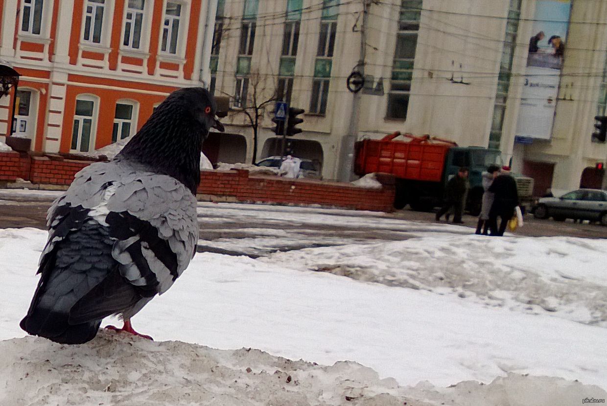 Большой голубь. Гигантский Императорский голубь. Огромный голубь. Самый большой голубь. Исполинский голубь.