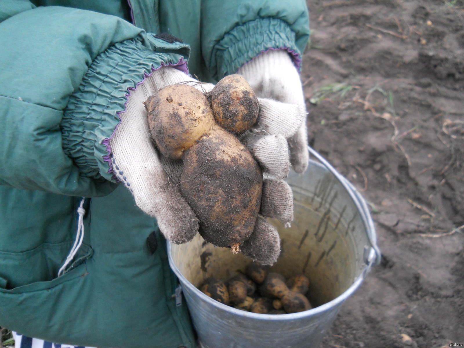 Осень копают картошку