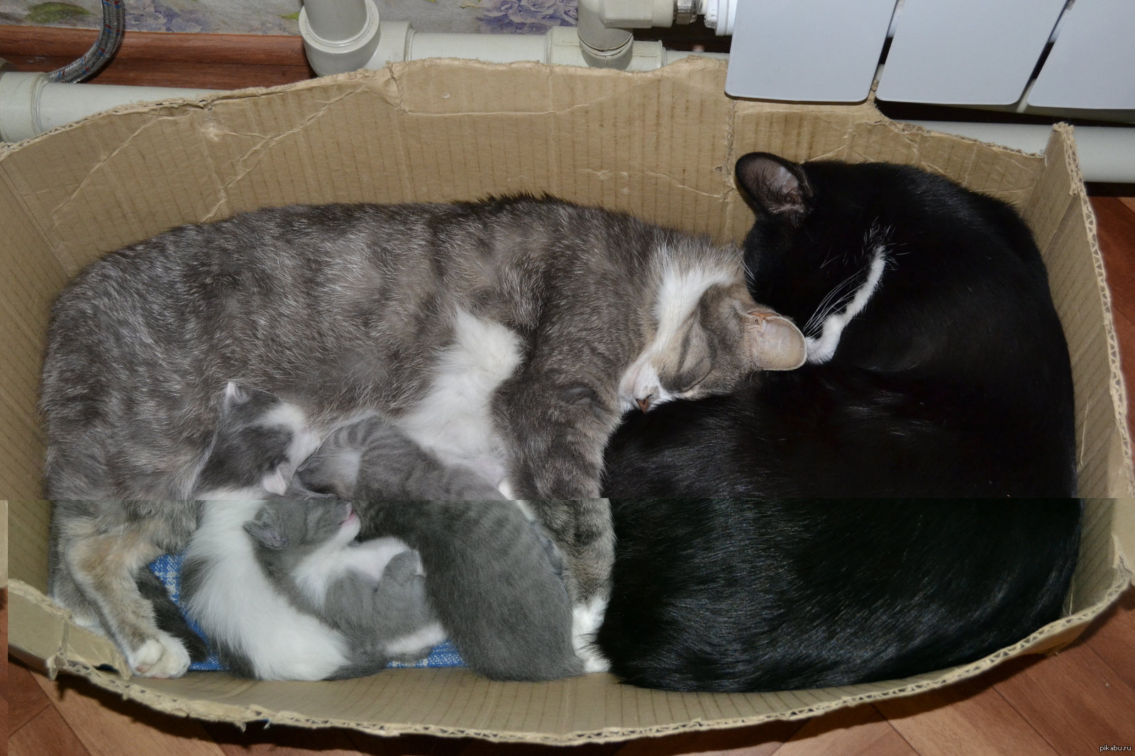 Кошка с котятами в коробке