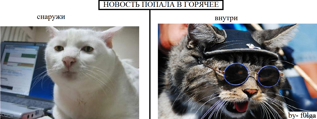 Котосчастье | Пикабу