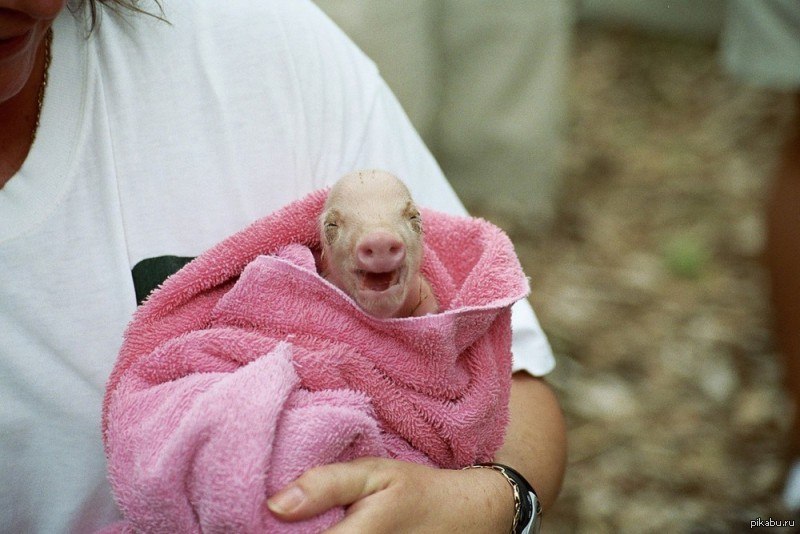 Когда родились животные. Новорожденные поросята. Новорожденная Свинка. Новлрожжегнвй поросёнок. Новорожденные мини Пиги.