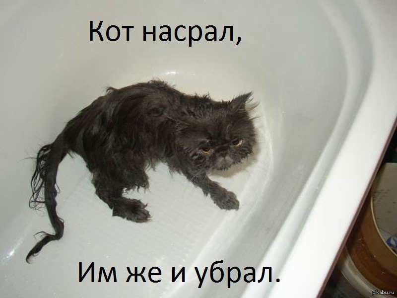 Мокрый котенок фото