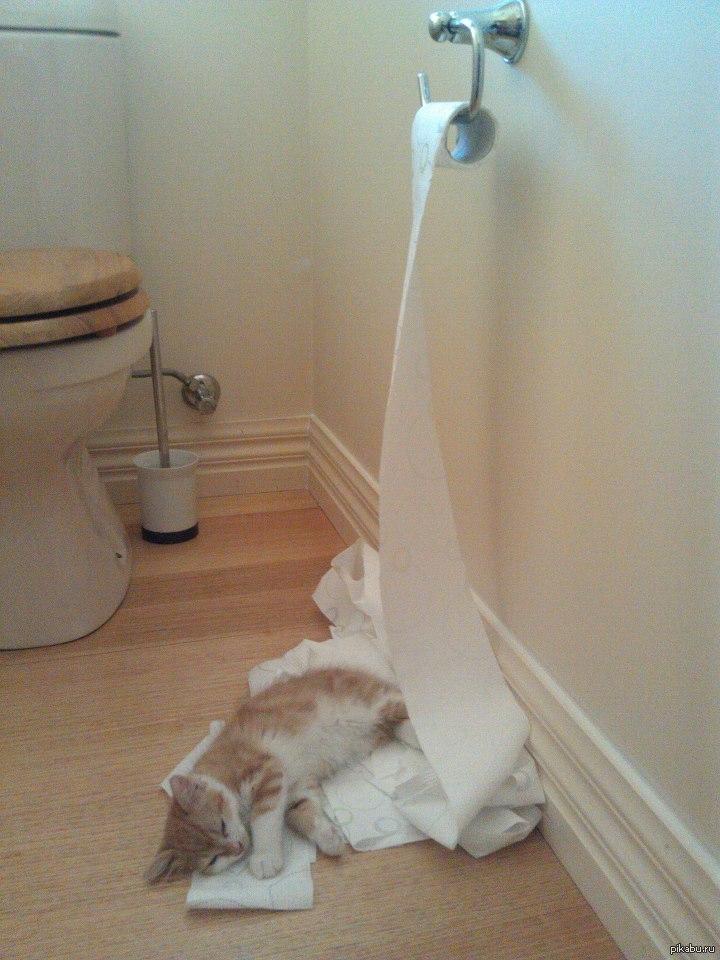 Устал смешно. Смешные животные. Коты и туалетная бумага. Кот разматывает туалетную бумагу. Смешные картинки животных.