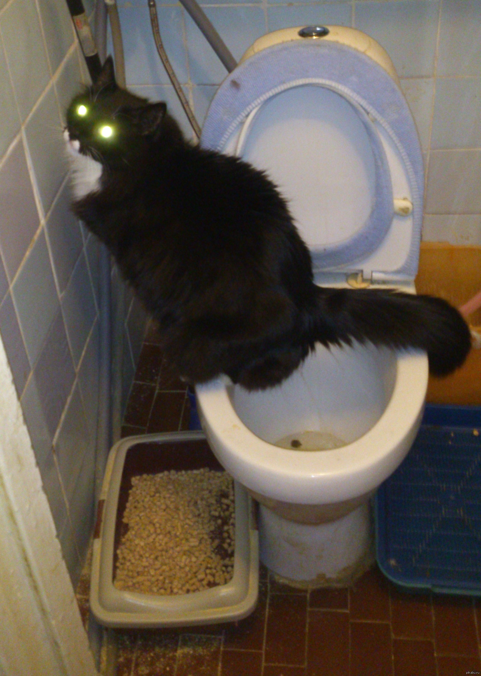 Что делать если собака нагадила мимо лотка. Кот какает. Кот в туалете. Унитаз для кошек.