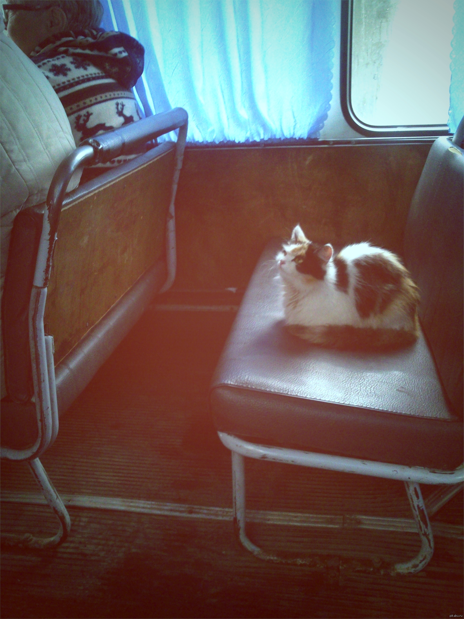 коте пассажир. котик в машине. коте пассажир. кот в трамвае. кот за рулем.