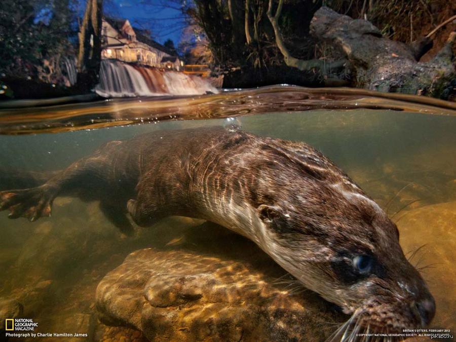 Какие животные обитают в воде. Выдра обыкновенная National Geographic. Обитатели рек. Хищные водные животные. Животные рек и озер.