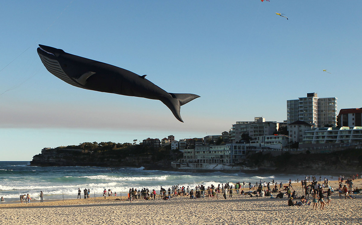 Трудно поверить. Кит в реальной жизни. Воздушный кит. Сидней киты. Летающий Кашалот.