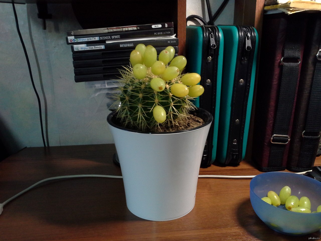 кактус виноград. оранжевый суккулент. суккулент моргана суккулент очиток. кактус виноград. гимнокалициум zegarrae.