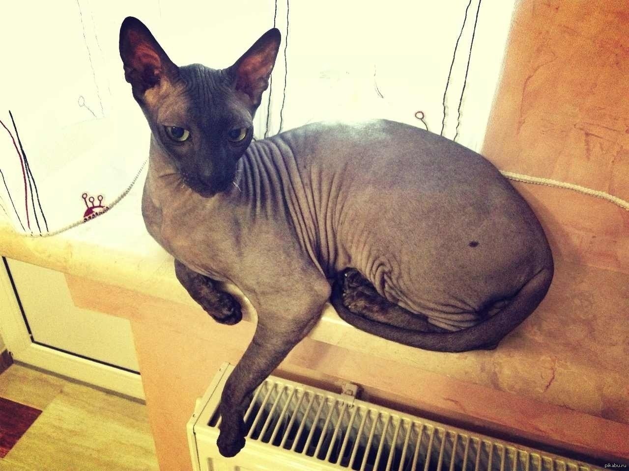 Котэ :3 | Пикабу