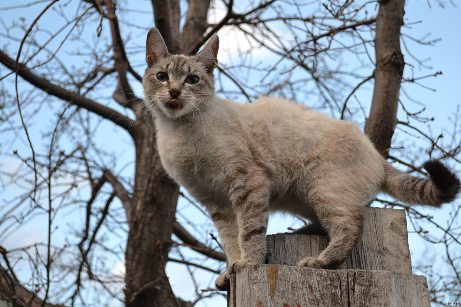 Height Conqueror! - My, Pets, My, cat