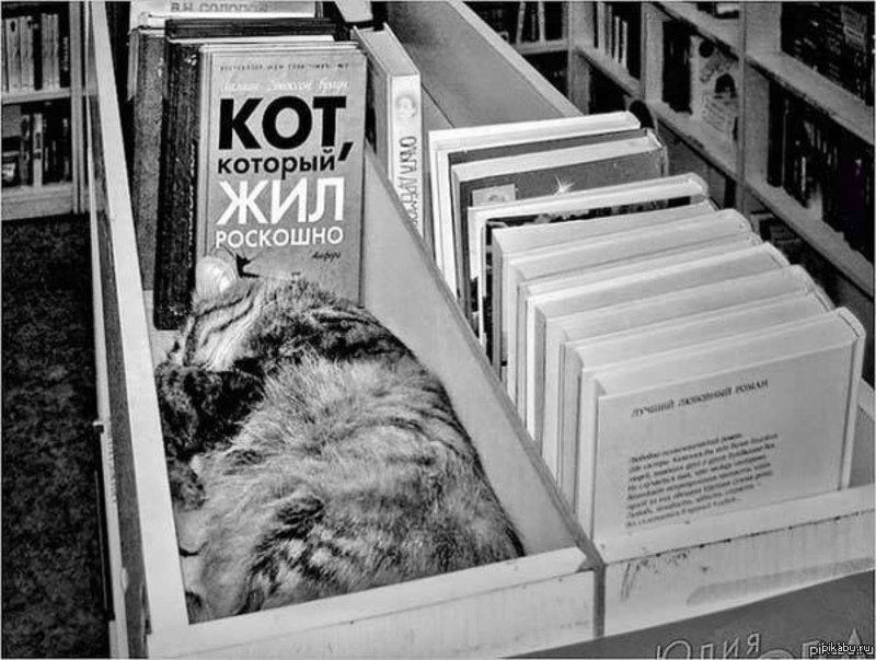 Кот проживает 9 жизней. Кот в библиотеке. Кот с книгой. Кот который жил роскошно. Книжный юмор.