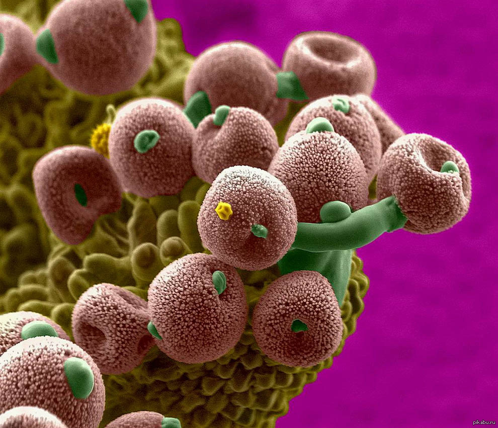 Пыльца микрофотографии