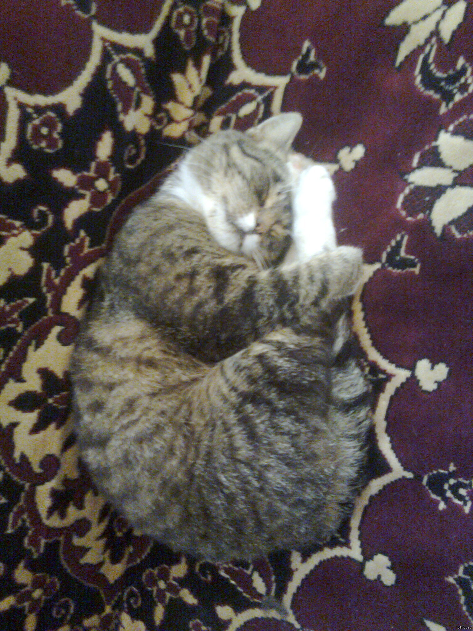 минутка котэ :3 | Пикабу