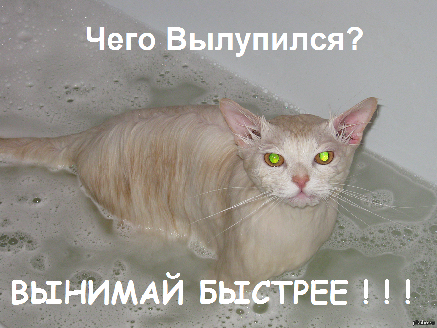 Those eyes... from the bath. - My, cat, Sight, Eyes, Threat