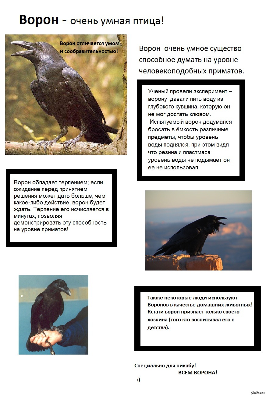 Ворон и ворона в чем отличие фото и описание