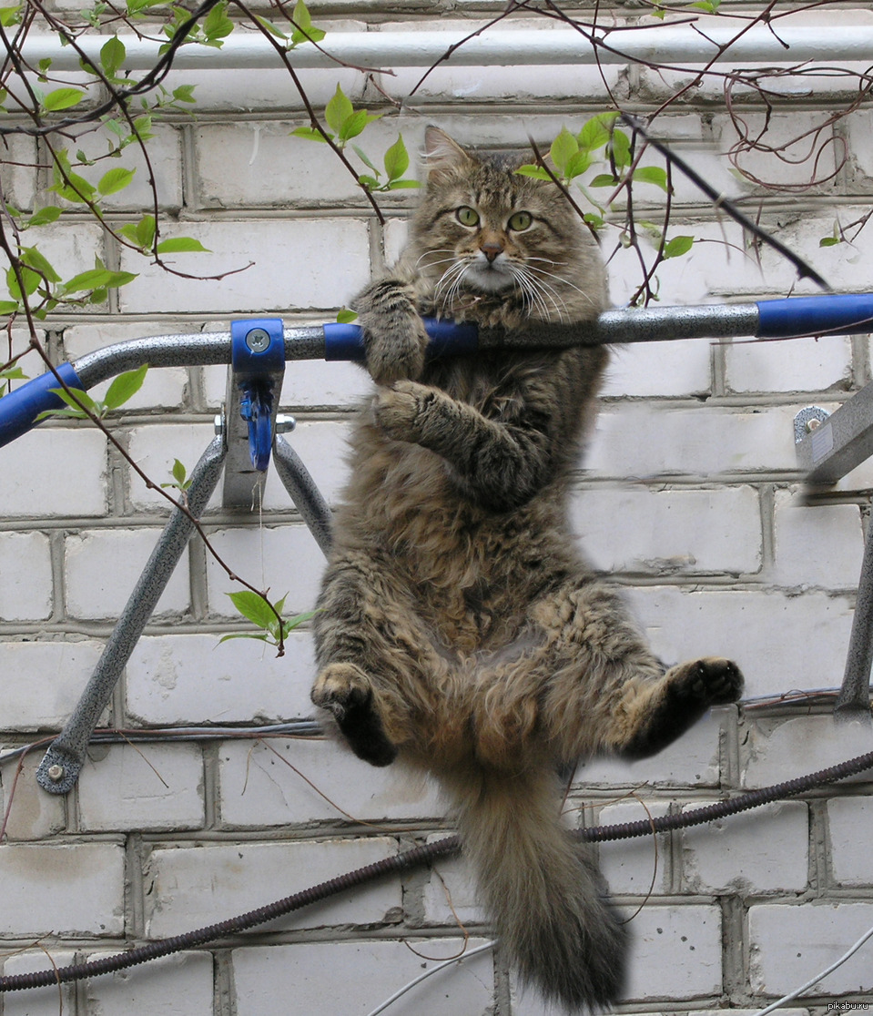 Спортивный котик картинка