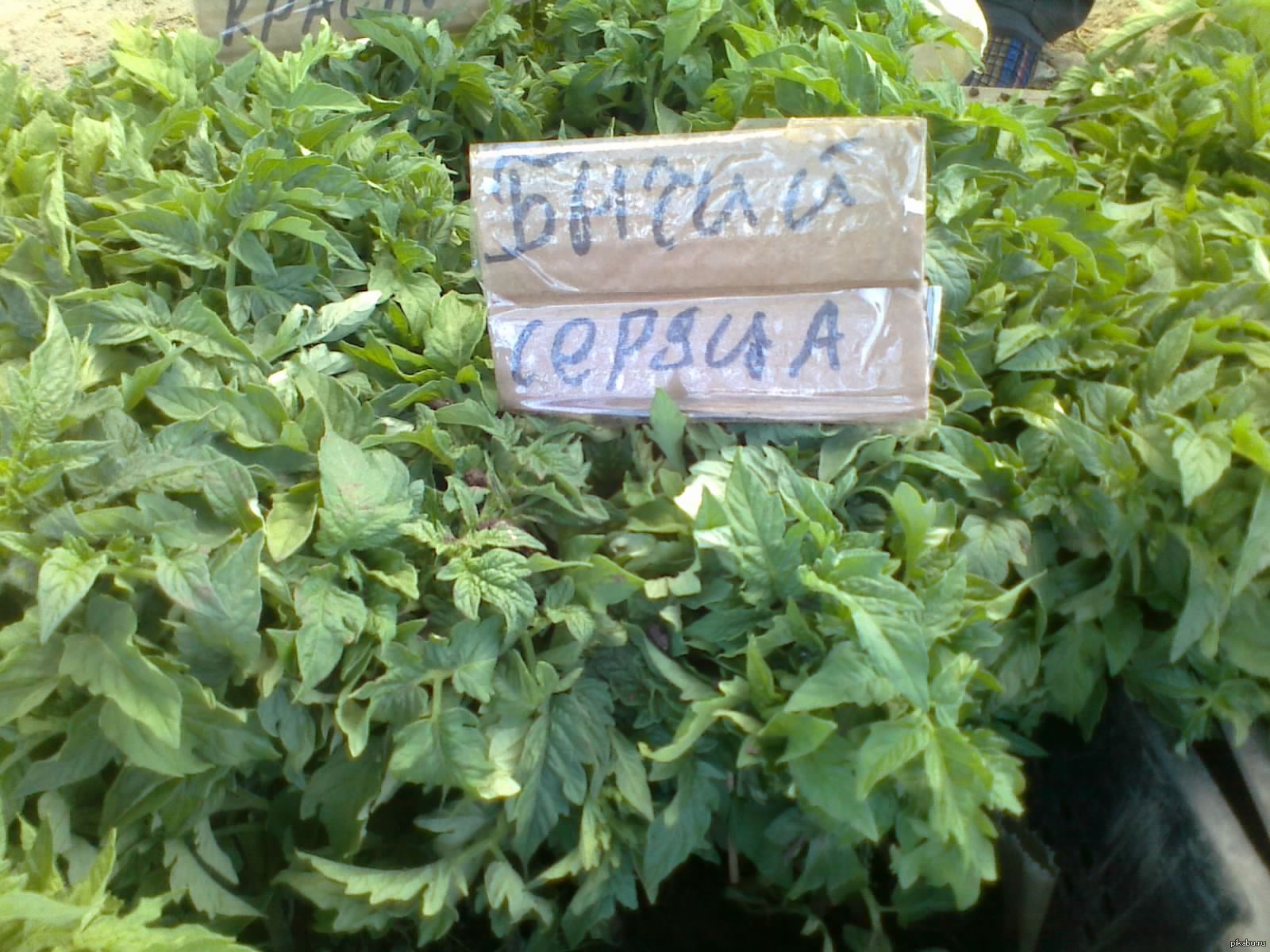 Stopped with my aunt to buy seedlings, when suddenly ... - My, Guest workers, Literacy