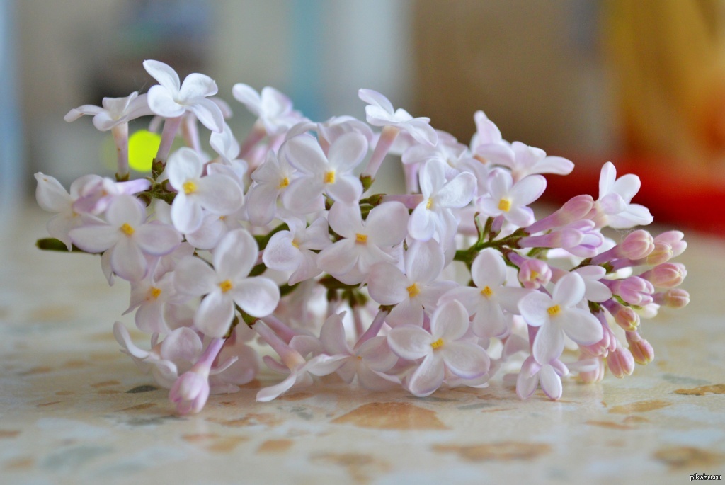 Цветы от сына | Пикабу