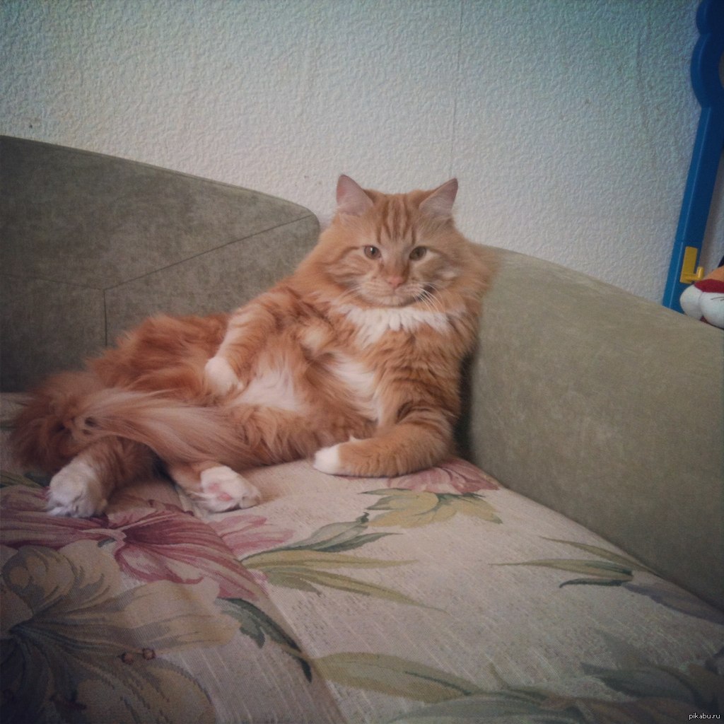 Живу на все 18. Рыжий кот на диване. Дом для кошки. Рыжий кот домашний. Кот в доме хозяин.