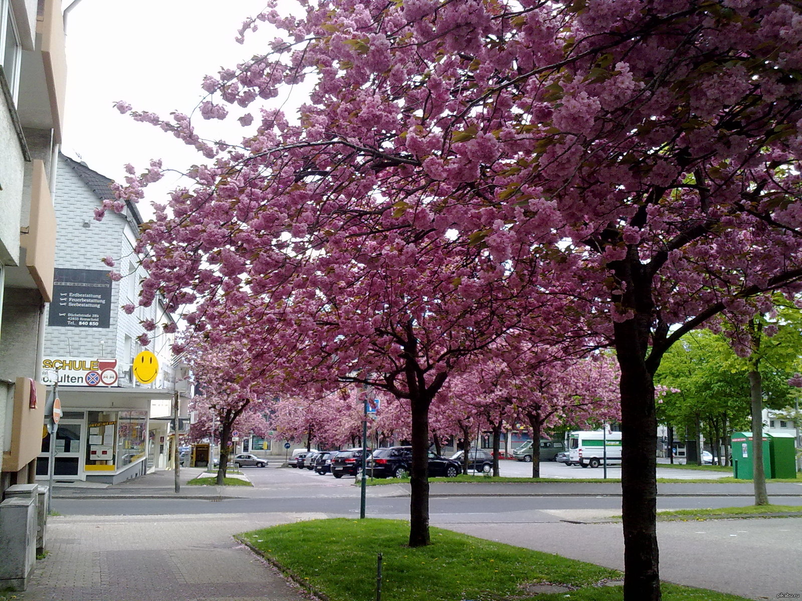 Guess the country from the photo. - My, Spring, Sakura, beauty