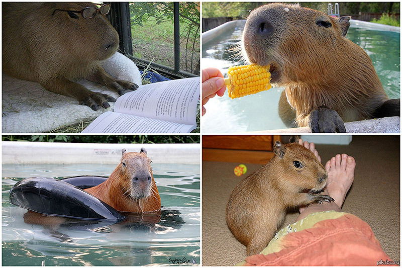 My pets capybaras. Животные Южной Америки капибара. Капибара эндемик Южной Америки. Капибара домашний питомец. Капибара ручная.