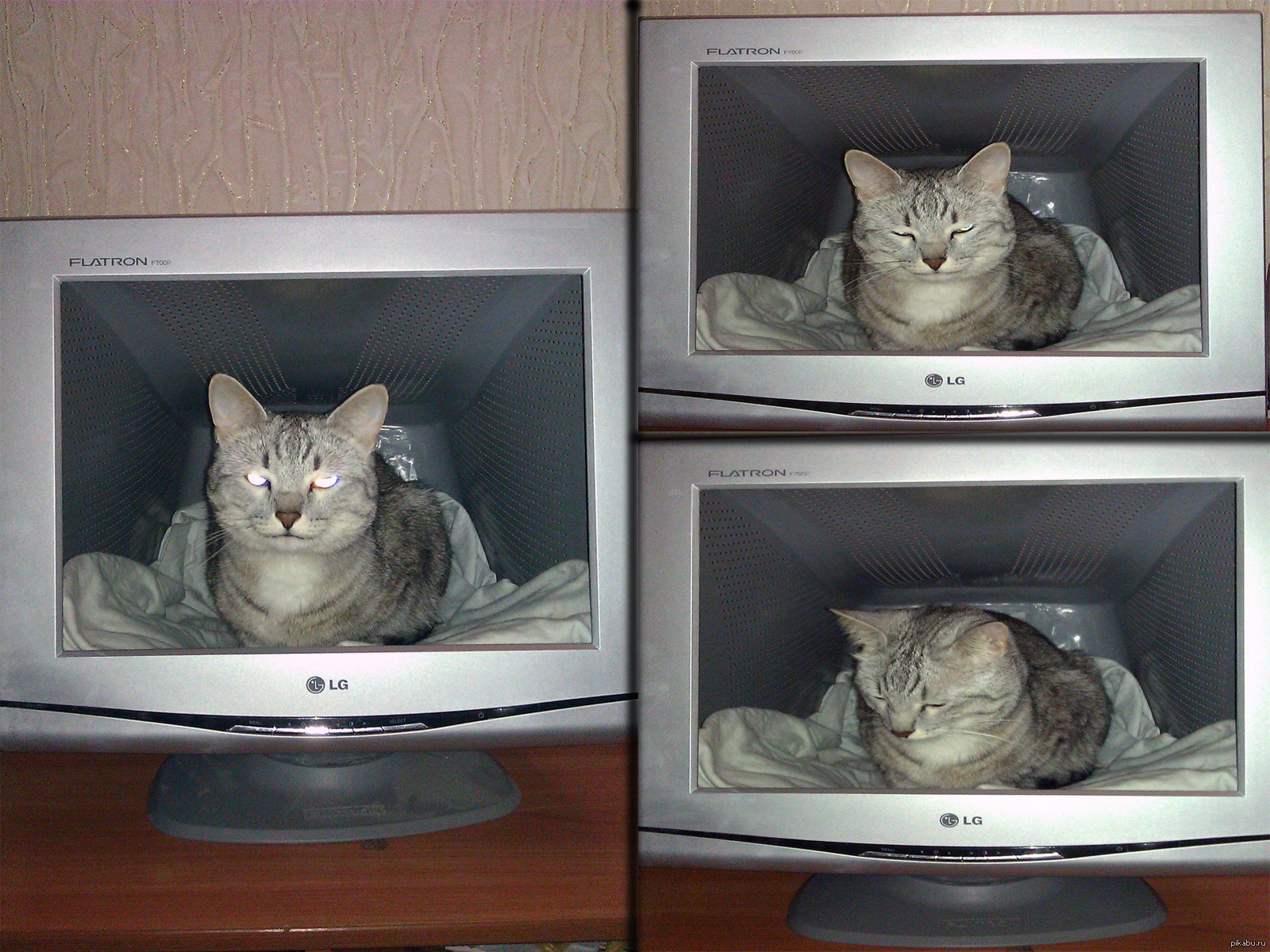 Монитор спи. Смешной монитор. Кот на мониторе. Коты и телевизор. Домик из монитора для кошек.