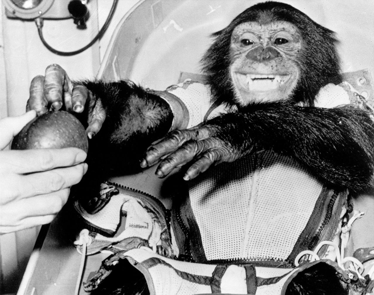 Космические обезьяны. Шимпанзе Хэм космонавт.